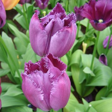 Tulipa com franja Curly Sue