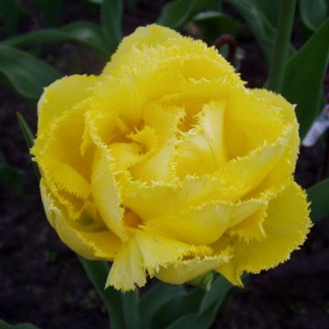 Tulipa com franja Exotic Sun