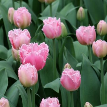 Tulipa com franja Cacharel