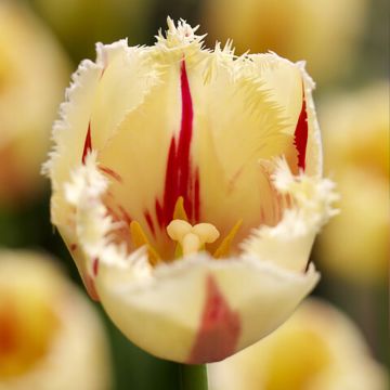 Tulipa com franja Carrousel