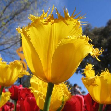 Tulipa com franja Hamilton