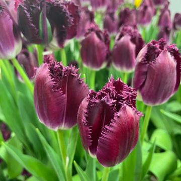 Tulipa com franja Purple Crystal