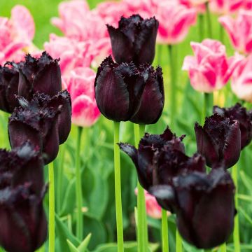 Tulipa com franja Vincent Van Gogh