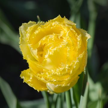 Tulipa com franja Exotic Sun