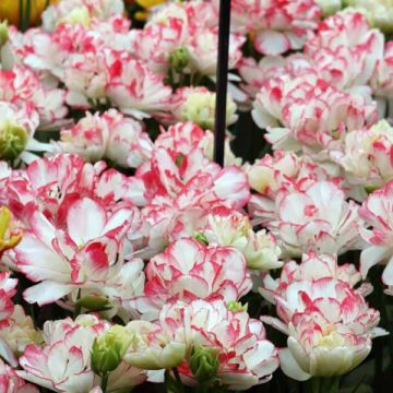 Tulipa Dobrada tardia Cartouche