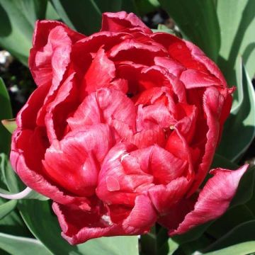 Tulipa Dobrada precoce Eternal Flame