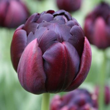 Tulipa Dobrada tardia Black Héro