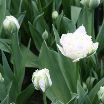 Tulipa com franja Snow Crystal