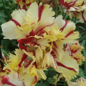 Tulipa Papagaio Flaming Parrot