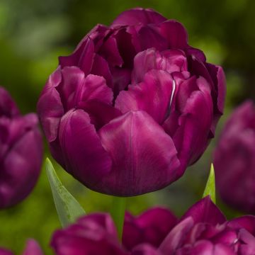 Tulipa Dobrada Precoce Alison Bradley