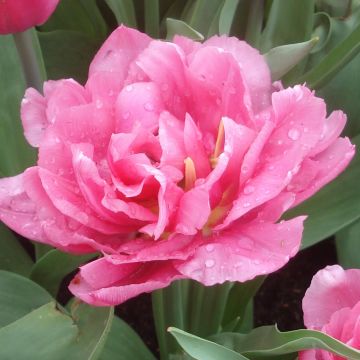 Tulipa Dobrada precoce Dior