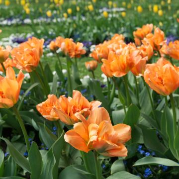 Tulipa Dobrada precoce Disneyland Paris