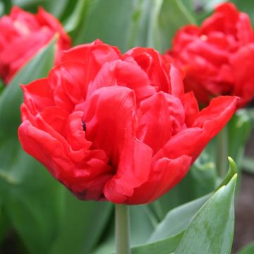 Tulipa Dobrada precoce Elisabeth