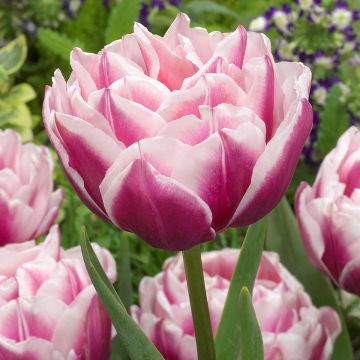Tulipa Dobrada precoce Fantasy Lady