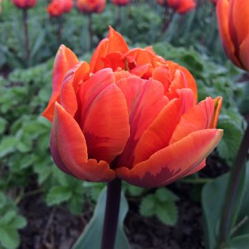 Tulipa Dobrada precoce Hermitage