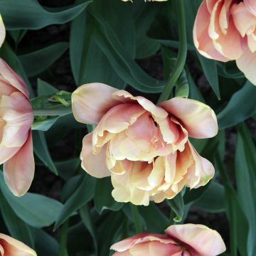 Tulipa Dobrada precoce La Belle Epoque