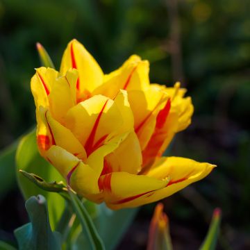 Tulipa Dobrada precoce Monsella