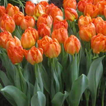 Tulipa Dobrada precoce Monte Orange
