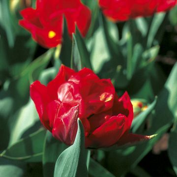 Tulipa Dobrada precoce Viking