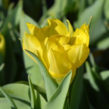 Tulipa Dobrada precoce Yellow Baby