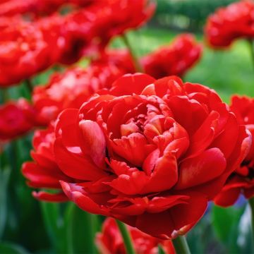 Tulipa Dobrada precoce Red Baby Doll