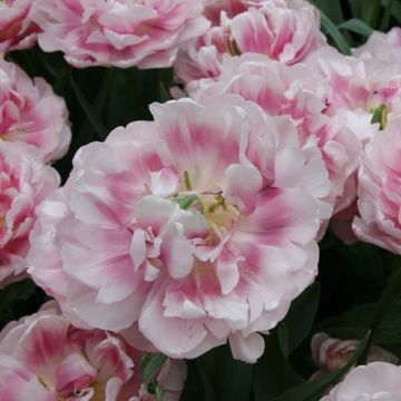 Tulipa Dobrada precoce Melrose