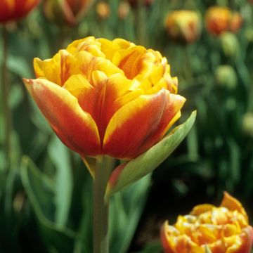 Tulipa Dobrada tardia Bonanza