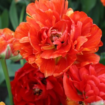 Tulipa Dobrada tardia Gudoshnik Double