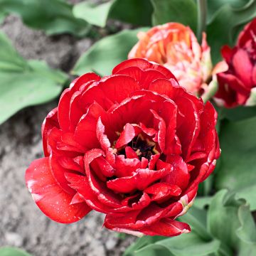 Tulipa Dobrada tardia Gudoshnik Double