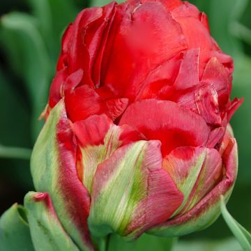 Tulipa Dobrada tardia Ice cream Strawberry