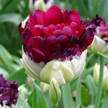 Tulipa Dobrada tardia Pop Up Purple