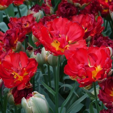 Tulipa Dobrada tardia Pop Up Red