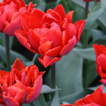 Tulipa Dobrada tardia Red Princess