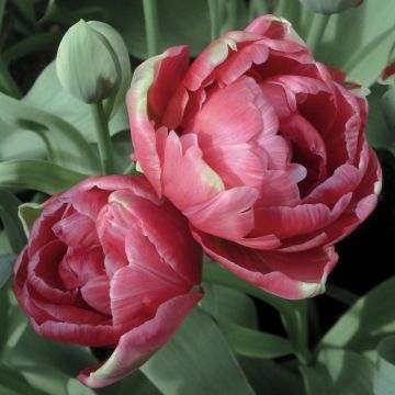 Tulipa Dobrada tardia Wedding Gift