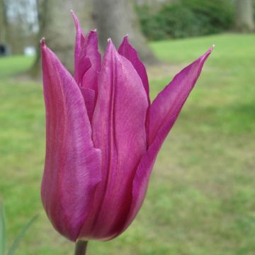 Tulipa Lírio Burgundy