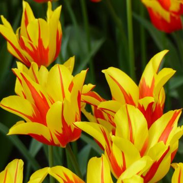 Tulipa Lírio Fire Wings