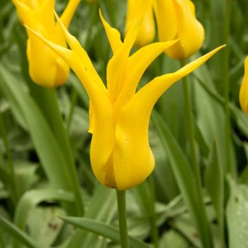 Tulipa Lírio West Point