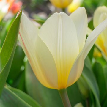 Tulipa greigii White Fire