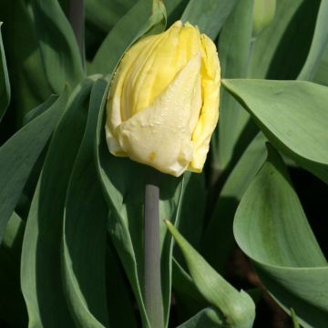 Tulipa Simples precoce Sunny Prince
