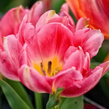 Tulipa Dobrada precoce Peach Blossom