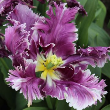 Tulipa Papagaio Mysterious Parrot