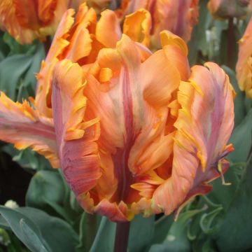 Tulipa Papagaio Princesse Irene Parrot