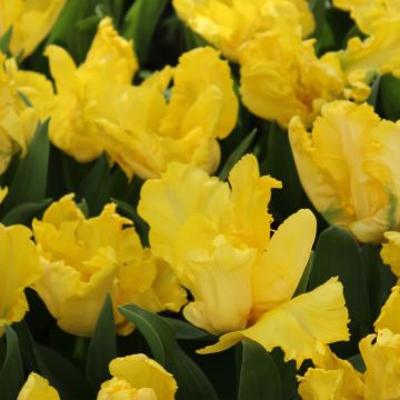 Tulipa Papagaio Yellow Sun