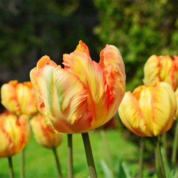 Tulipa Papagaio Comet