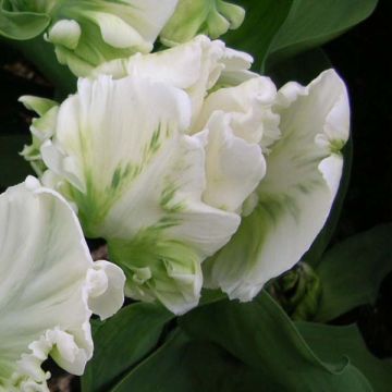 Tulipa Papagaio Super Parrot