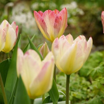 Tulipa Pluriflore Antoinette