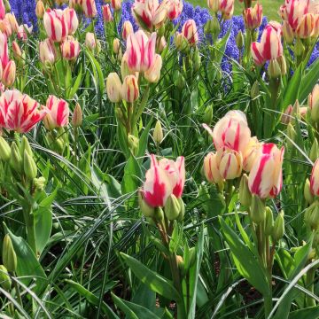 Tulipa Pluriflore Flaming Club