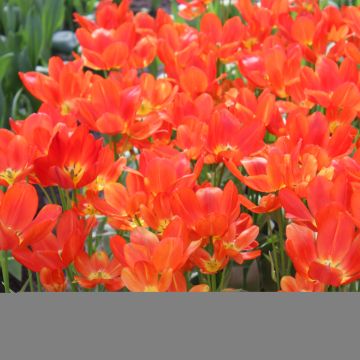 Tulipa Pluriflore Orange bouquet