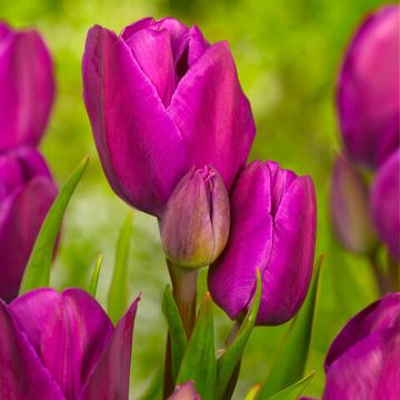 Tulipa Pluriflore Purple Bouquet