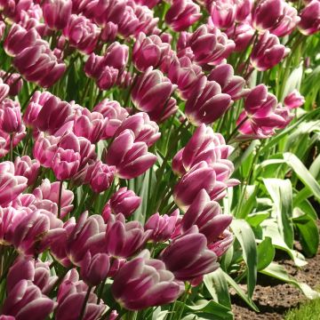 Tulipa Pluriflore Purple Elegance